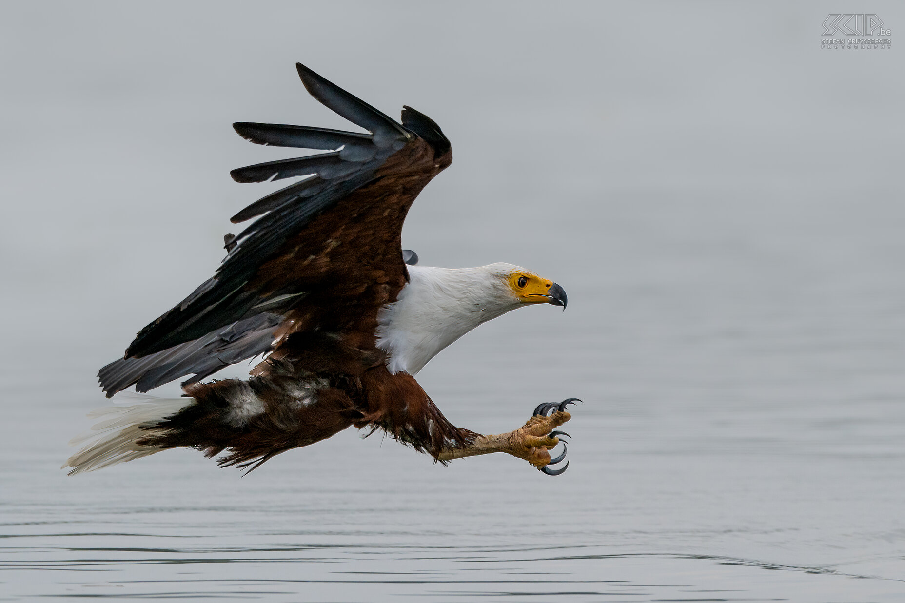 Lake Naivasha - Afrikaanse zeearend De majestueuze Afrikaanse visarend is een symbool van de Afrikaanse natuur.  Ze rukken vissen van het wateroppervlak met hun sterke klauwen. Het was een onvergetelijke ervaring om ze in actie te zien. Stefan Cruysberghs